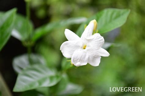 茉莉花種類|ジャスミン（茉莉花）の花言葉｜種類、花の特徴、名 